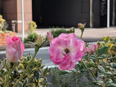 薔薇 薔薇,春,秋の写真素材