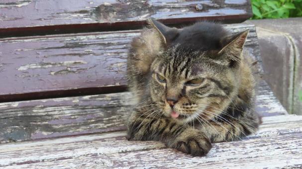 あざといポーズを決めるもふもふで可愛い猫 あざといポーズを決めるもふもふで可愛い猫 猫,キジトラ,寝そべるの写真素材