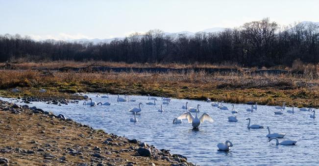 犀川 白鳥飛来地 犀川 白鳥飛来地の写真