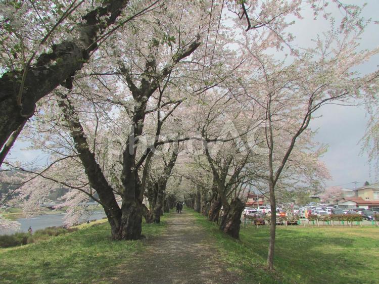 秋田県角館の桜（2022年4月） 桜,角館,武家屋敷の写真素材