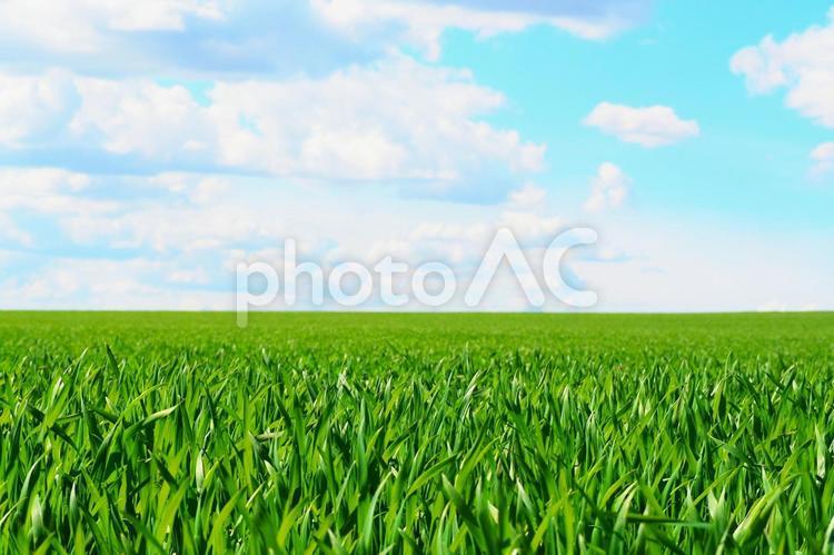 爽やかな風が吹き抜ける草原風景フリー無料 空,新緑,春の写真素材