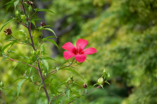 モミジアオイ モミジアオイ,紅葉葵,夏素材の写真素材