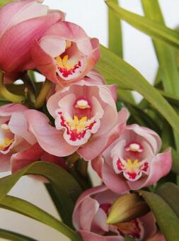 シンビジウム・ラン　マクロ 美しい,鮮やか,冬の写真素材