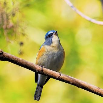 ルリビタキ ルリビタキ ルリビタキ,青い鳥,野鳥の写真素材