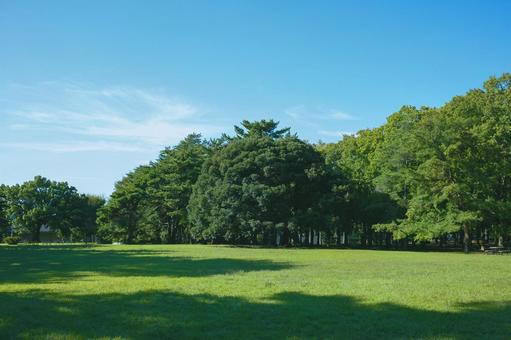 緑の公園 緑の公園 公園,森,緑の写真素材
