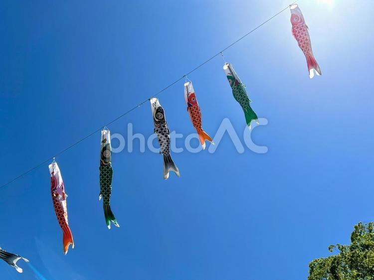 大空を泳ぐたくさんのこいのぼり　1 鯉のぼり,空,こいのぼりの写真素材