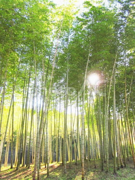 竹林　2018　縦長 竹林,竹,自然の写真素材