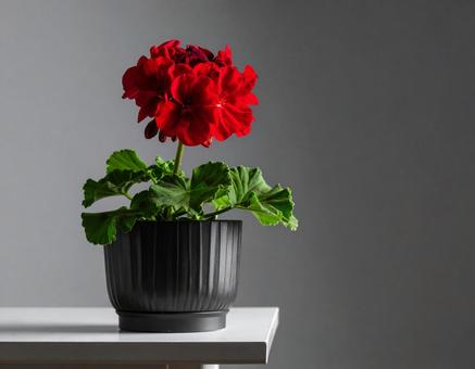 ゼラニウムの写真