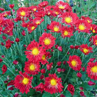 マム（洋菊） マム,クリサンゼマム,洋菊の写真素材