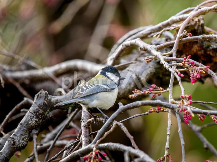枝にとまるシジュウカラ シジュウカラ,野鳥,鳥の写真素材