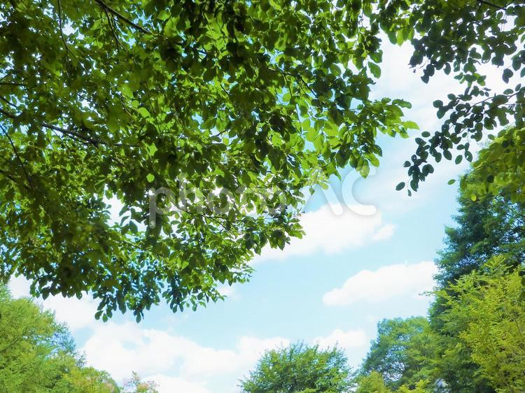 美しい新緑の間から見える青空 植物,葉っぱ,青空の写真素材