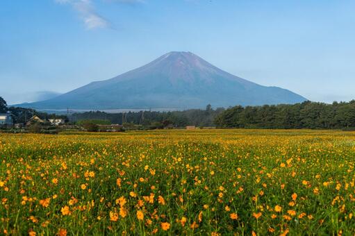富士山とコスモス 富士山,秋桜,コスモスの写真素材