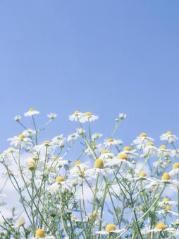花 花の写真
