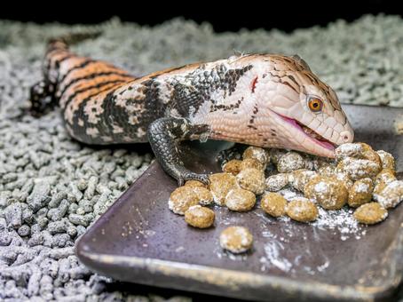 餌を食べるアオジタトカゲ 餌を食べるアオジタトカゲ アオジタトカゲ,アンボンアオジタトカゲ,トカゲの写真素材