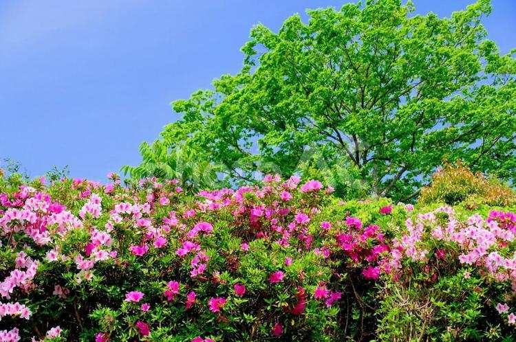 加西市逆池公園つつじ 花,植物,色の写真素材