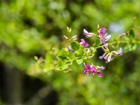 初秋彩る萩の花 初秋彩る萩の花の写真
