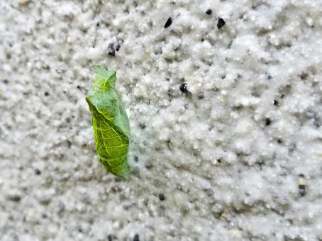 蝶のさなぎ 蝶のさなぎの写真