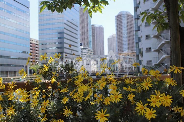 東京花のある風景 東京,ビル,花の写真素材