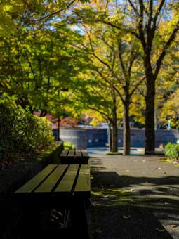 森のベンチ 秋,ベンチ,公園の写真素材
