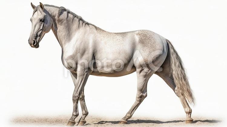 アンダルシア馬の写真7 アンダルシア馬,andalusian,馬の写真素材