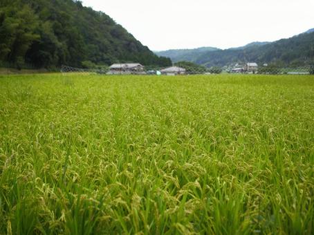 収穫前の稲穂 収穫前の稲穂の写真