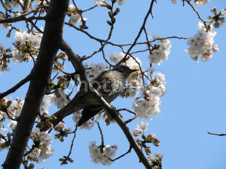 桜とヒヨドリ01 木,鳥,自然の写真素材