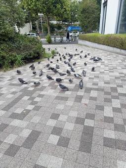 ハト 鳩 ハト 鳩の写真