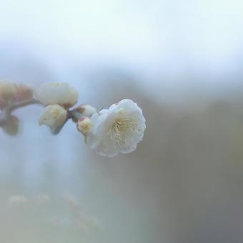 plum, JPG plum, JPG