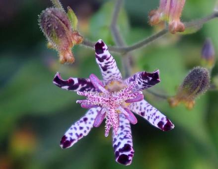 時鳥草 時鳥草の写真