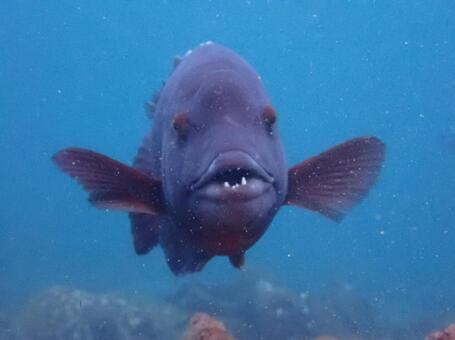 魚の顔 魚,海,海中の写真素材