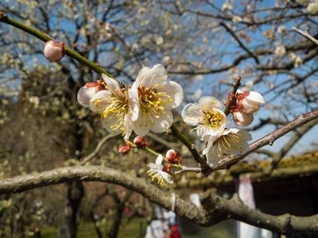咲き始めの梅の花 梅,白梅,花の写真素材
