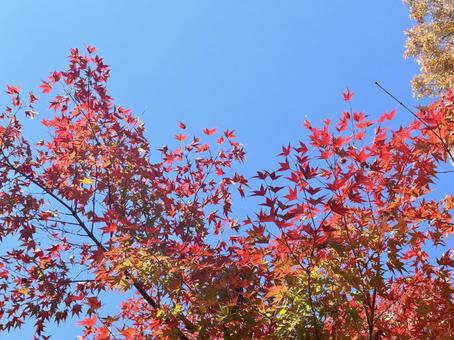 紅葉と空 空,紅葉,赤いの写真素材