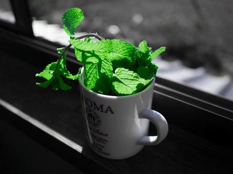 ミント ミントの写真