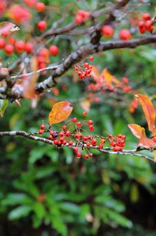 カマツカの実 カマツカ,赤い実,バラ科の写真素材