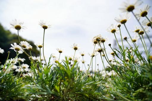 230528_DSC04196.jpg 230528_DSC04196.jpgの写真