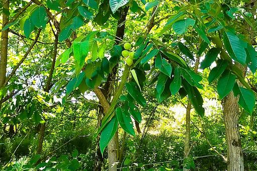 オニグルミ10 オニグルミ10 オニグルミ,鬼胡桃,ダルマクルミの写真素材