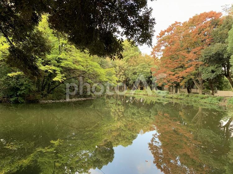 水面に映る井の頭公園公園の紅葉 風景,秋,井の頭公園の写真素材