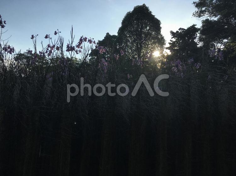 花の林の奥から降り注ぐ木漏れ日 ボタニックガーデン,ガーデン,公園の写真素材