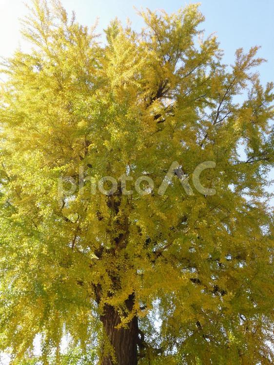 黄葉したイチョウの巨木 イチョウ,黄葉,木の写真素材