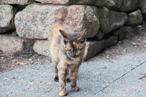 野良猫 野良猫の写真