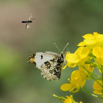 ツマキチョウ ツマキチョウ ツマキチョウ,蝶,チョウの写真素材