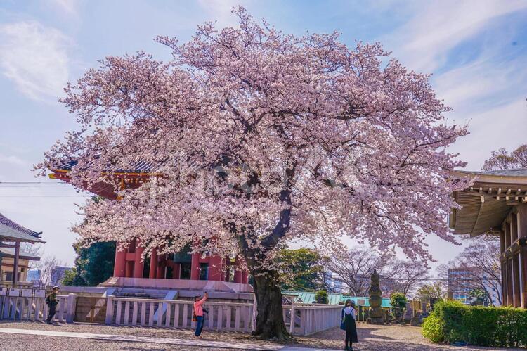 池上本門寺の満開の桜 桜,さくら,サクラの写真素材