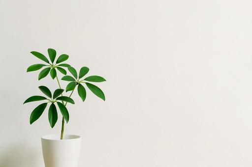 【観葉植物】シェフレラと白い壁1 【観葉植物】シェフレラと白い壁1の写真
