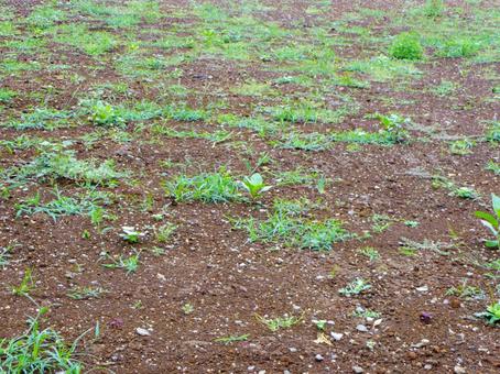 更地の雑草 更地の雑草の写真