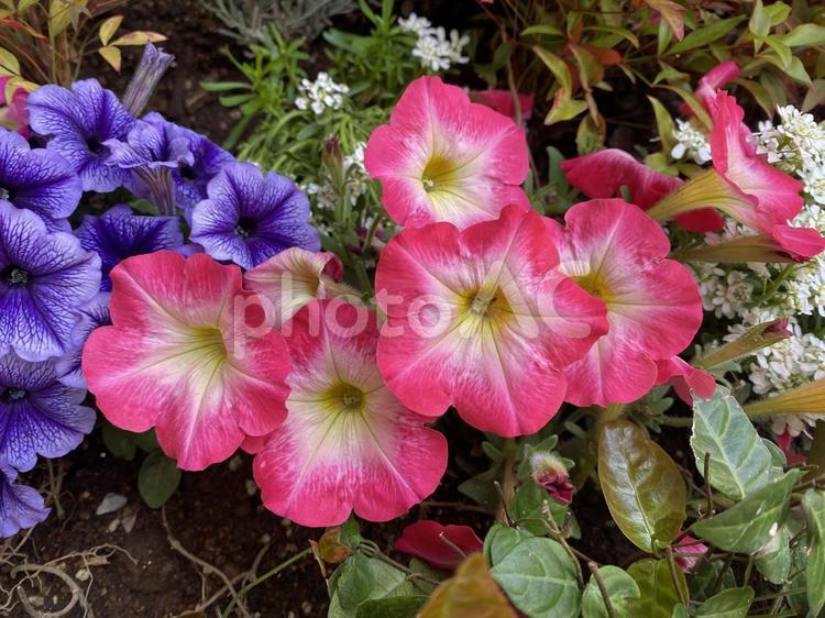 サフィニアとペチュニア サフィニア,ペチュニア,花言葉の写真素材