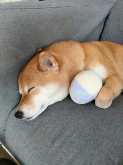 お気に入りのボールとお昼寝です柴犬 お気に入りのボールとお昼寝です柴犬 犬,シバ,柴犬の写真素材
