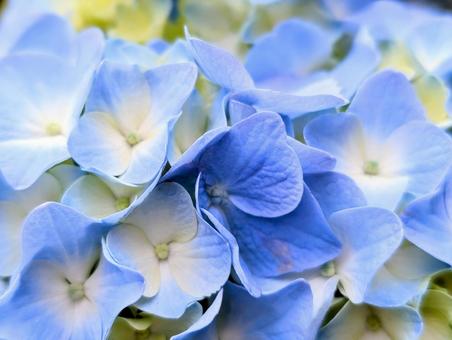 紫陽花 ブルー 紫陽花 ブルー 紫陽花,あじさい,花の写真素材