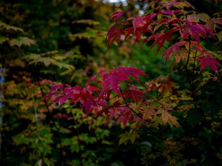 烏川渓谷緑地の紅葉 紅葉,もみじ,赤いの写真素材