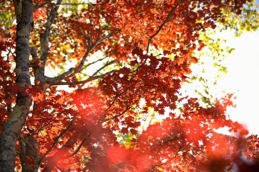 もみじ3 もみじ3の写真