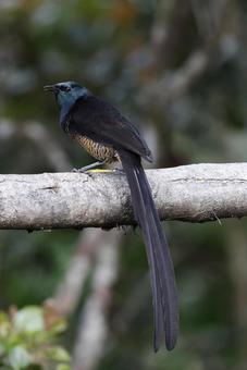 シロジクオナガフウチョウ シロジクオナガフウチョウ,ゴクラクチョウ,野鳥の写真素材